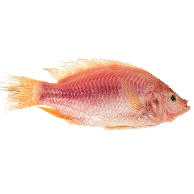 Tilapia Roja Importada Congelada